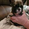 French Bulldog puppies