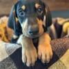 AKC Dobermans Only two more available!