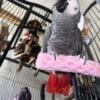 Semi tame African grey congo parrot