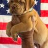 Dogue de Bordeaux Puppies available