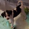 jack russell mix puppies