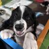 Standard Bernedoodle