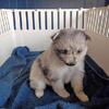 Pomeranian puppies 4 boys 2 girls will be ready for Christmas