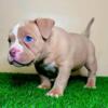 American Bullies FOR SALE 3500 2x Golden Child