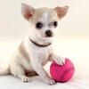 Looking for a Chihuahua pup