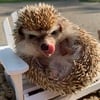 Hedgehog For Sale - Cincinnati