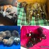 Boxer Puppies