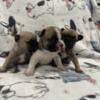 3 week old male French bulldogs!