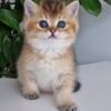 NEW Elite British kitten from Europe with excellent pedigree, male. Zlatik