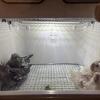 tame, hand-fed whiteface/albino cockatiel babies