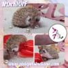 Pedigreed Hedgehogs - Babies and Adults