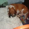 AKC/Euro Basset Hound pups born 10/2 /23