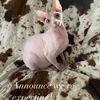 Sphynx kittens