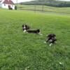 Sugar's border collie puppies!