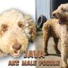 AKC STANDARD MALE POODLE 