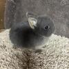 Netherland Dwarf  8 weeks - Blue Otter pedigreed