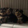 yorkie puppies looking for home