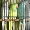 Indian Ringneck Clear Tails