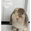 Chocolate Harlequin VM Holland Lop Buck Pedigreed