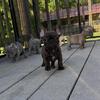 AKC French Bulldogs