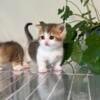 5 Napoleon (Miuet) kitten