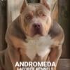 FEMALE AMERICAN BULLY LILAC TRICOLOR