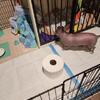 Male Teacup Hairless Chihuahua
