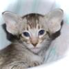 Oriental shorthair kittens