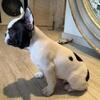 Male Standard Structured French Bulldog Puppy