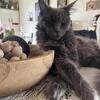 Female Maine Coon