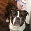 OLDE ENGLISH BULL DOG