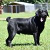 AKC English Labrador Retriever Puppies