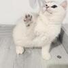 Adorable Kittens Looking for Their Forever Homes! 🐾