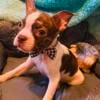 Rock AKC Boston Terrier Splash boy