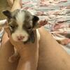 Boy Yorkie chi 
