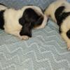 Basset Hound puppies