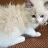 Ragdoll kittens available