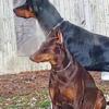 DOBERMAN PINCHER PUP AVAILABLE