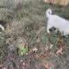 Great Pyrenees farm hand pups