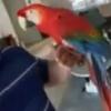 Scarlet Macaw - Parrot - 3 years old - Tame - Talking - Friendly