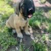 Akc English mastiff puppy