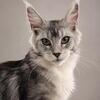 Maine Coon girl