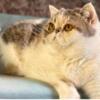 Beautiful CFA registered Exotic Dilute Calico