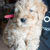 Goldendoodle Puppy