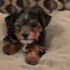 Yorkies