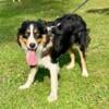 Lola female Australian Shepherd 