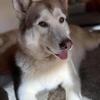 Female husky