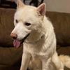 Rehome 2 male huskys(separate if needed)