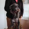 Cane Corso Puppy For Sale