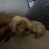 Looking for a new home for Cooper !